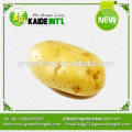 Chinese Exporting Potato Fresh